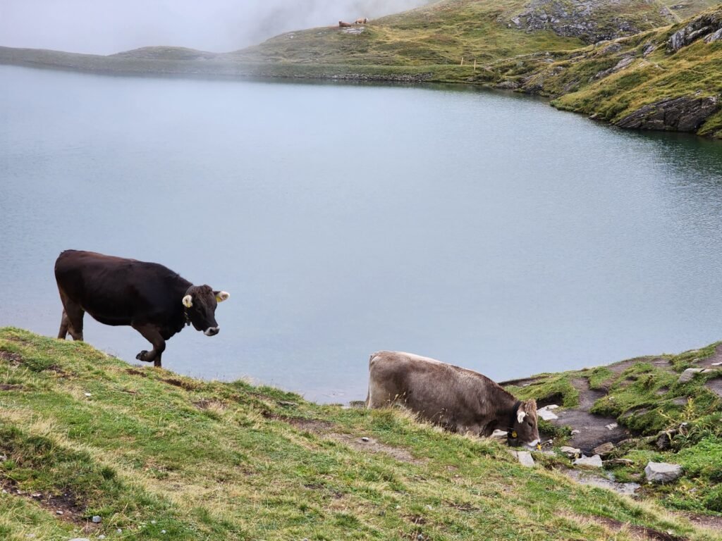 Trilha Bachalpsee